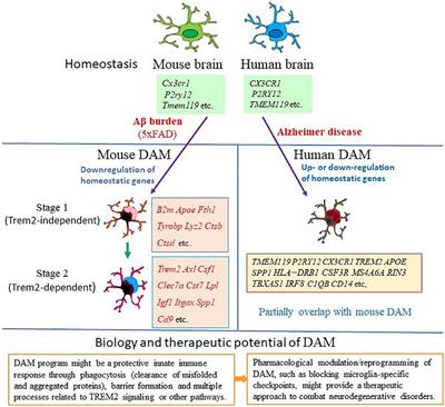 Microglia Heterogeneity in Alzheimer’s Disease: Insights From Single-Cell Technologies